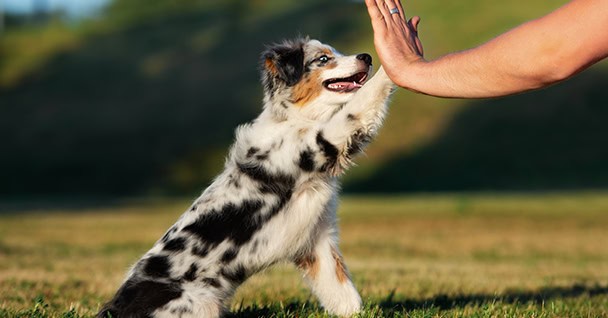 Puppy Management